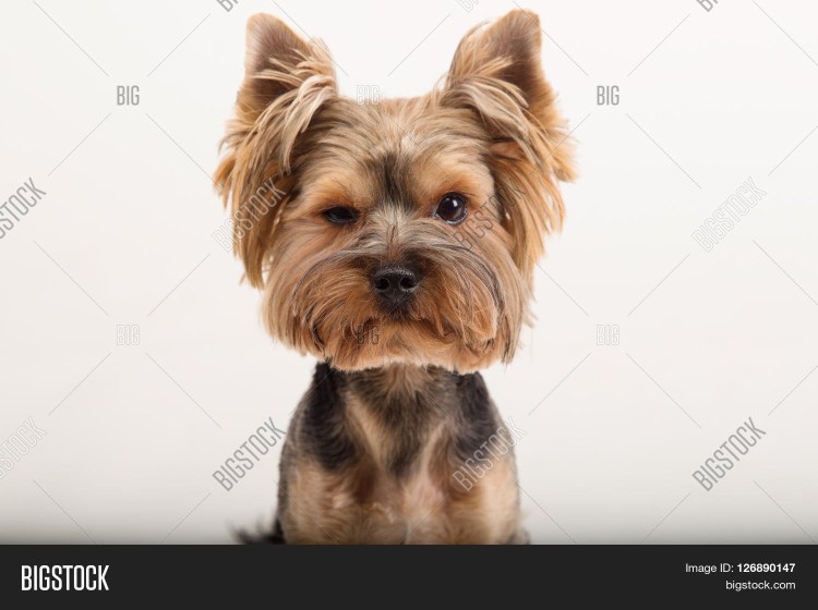 Мини Паппи Йоркширский терьер