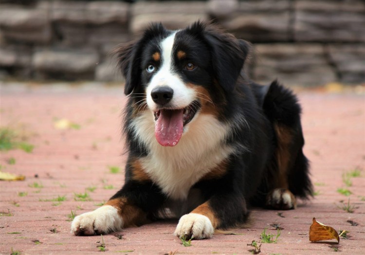 Суси австралийская овчарка