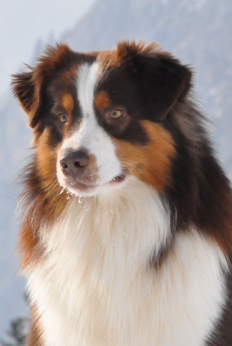 Колли австралийская овчарка