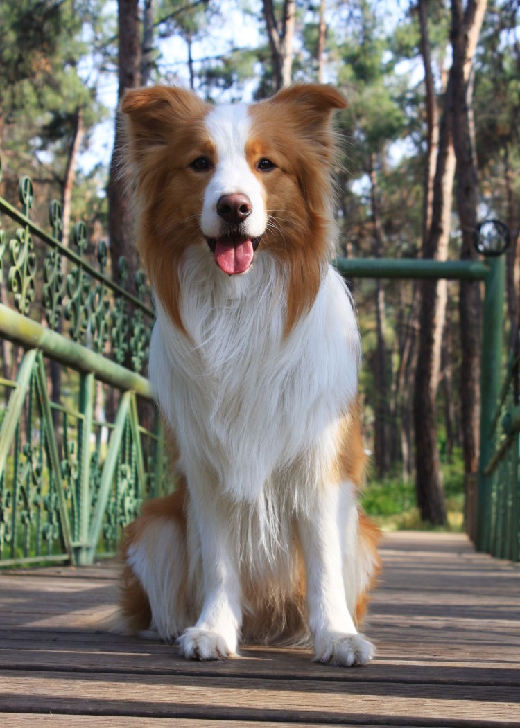 Бордер колли рыжий