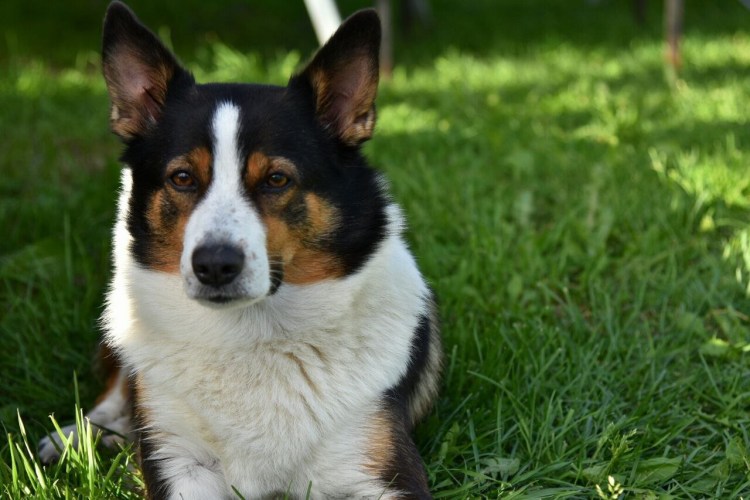 Овчарка рыжая с белым