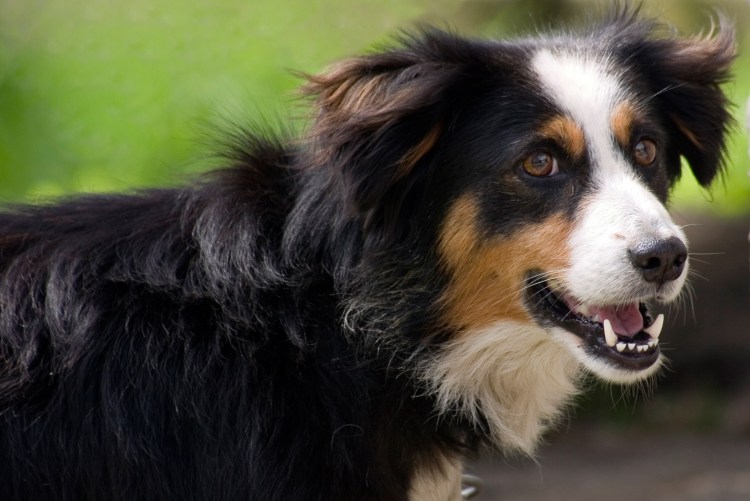 Уэльская овчарка