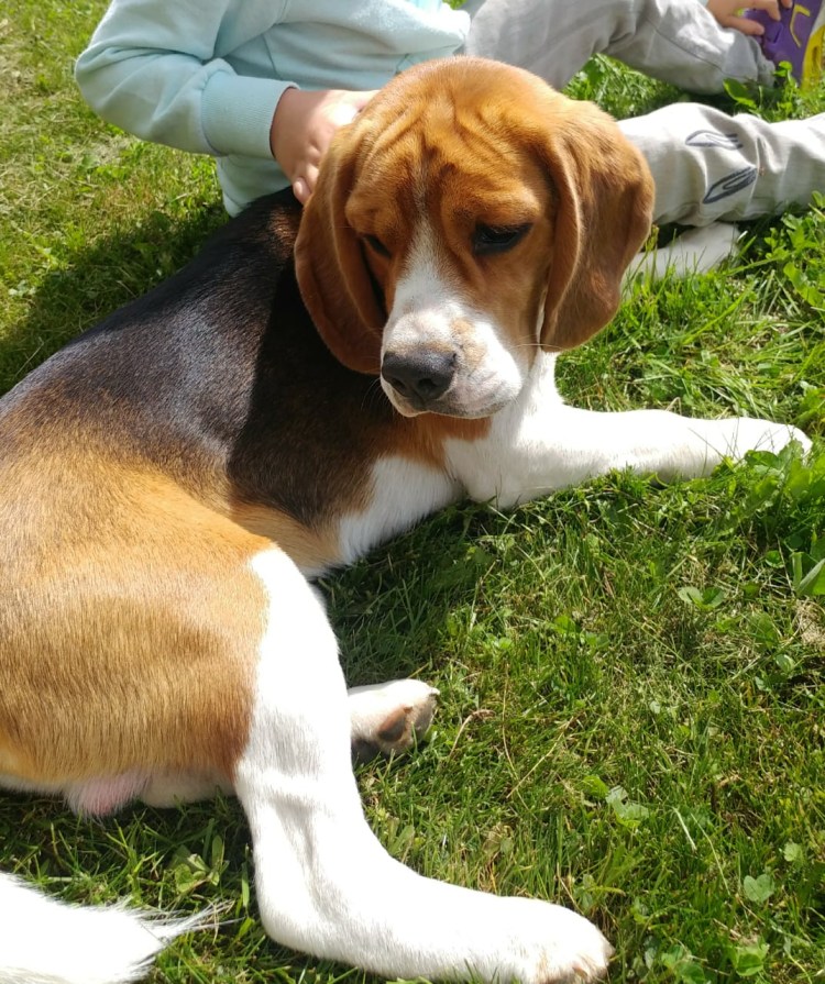 Бигль порода рыжие