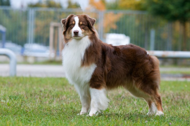 Австралийская овчарка аусси красный