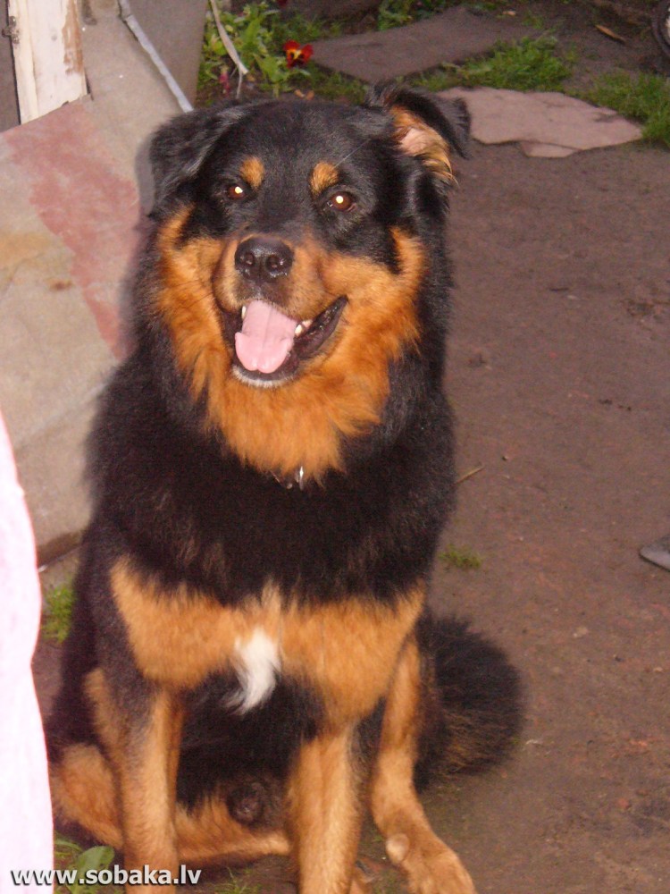 Метис овчарки и ротвейлера