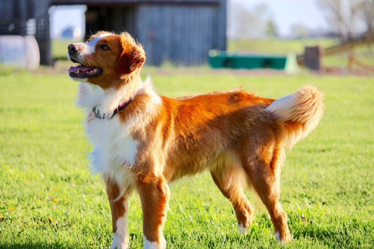 Уэльская пастушья овчарка