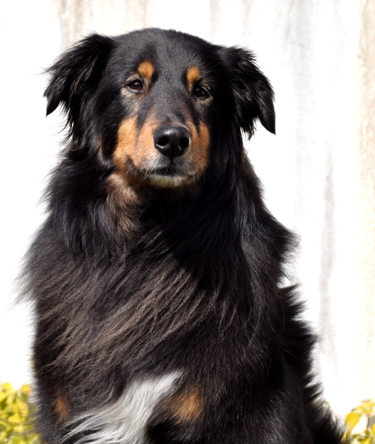 Пастушья овчарка