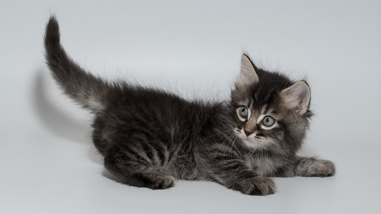 Котёнок сибирской кошки 5 месяцев