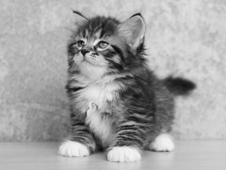 Сибирские котята