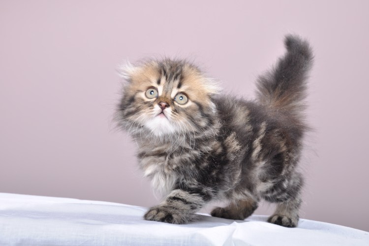 Сибирский Мейн кун котенок