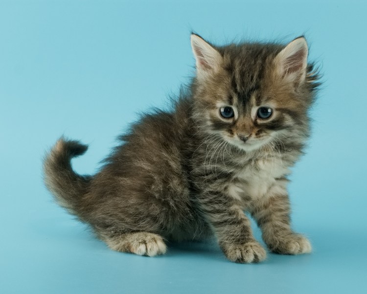 Сибирские котята