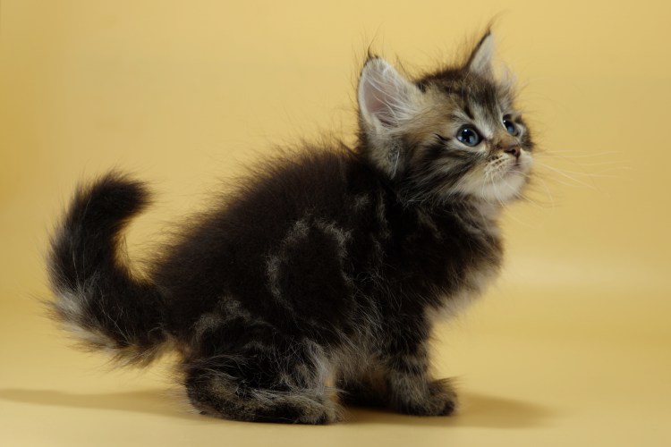 Кошка с котятами