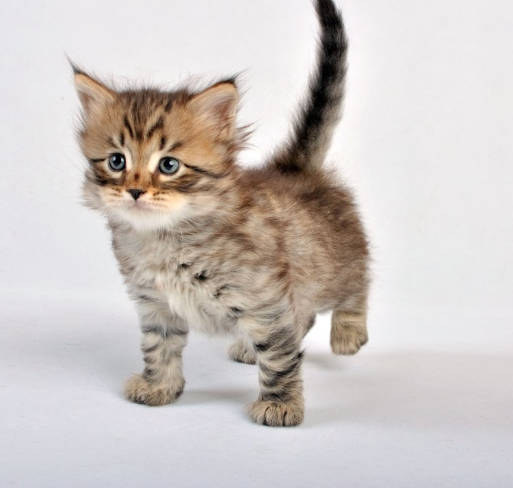 Котята Мейн кун