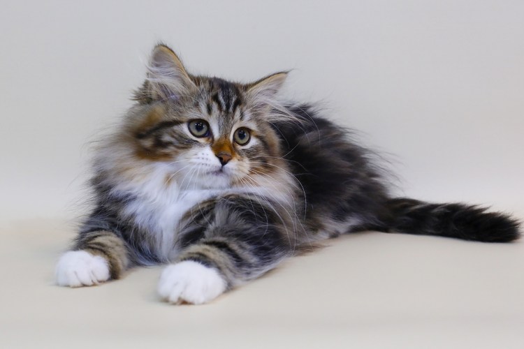 Сибирский кот из питомника