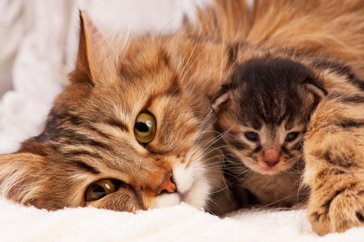 Сибирские котята