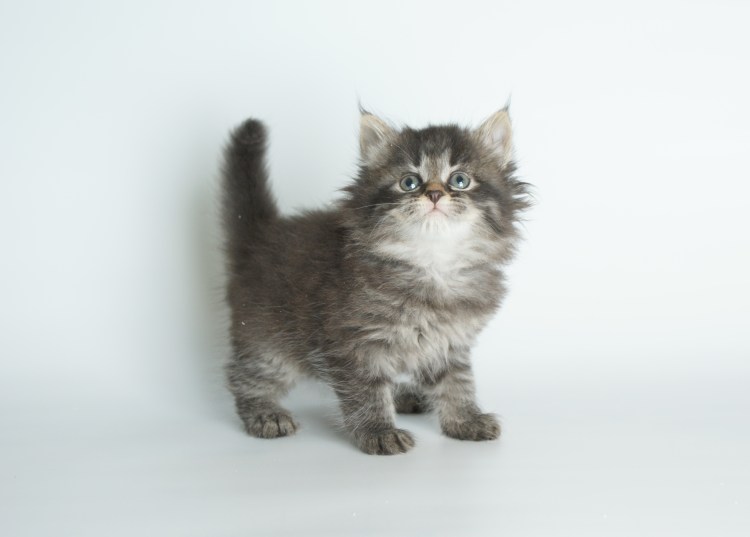 Сибирская кошка полукровка