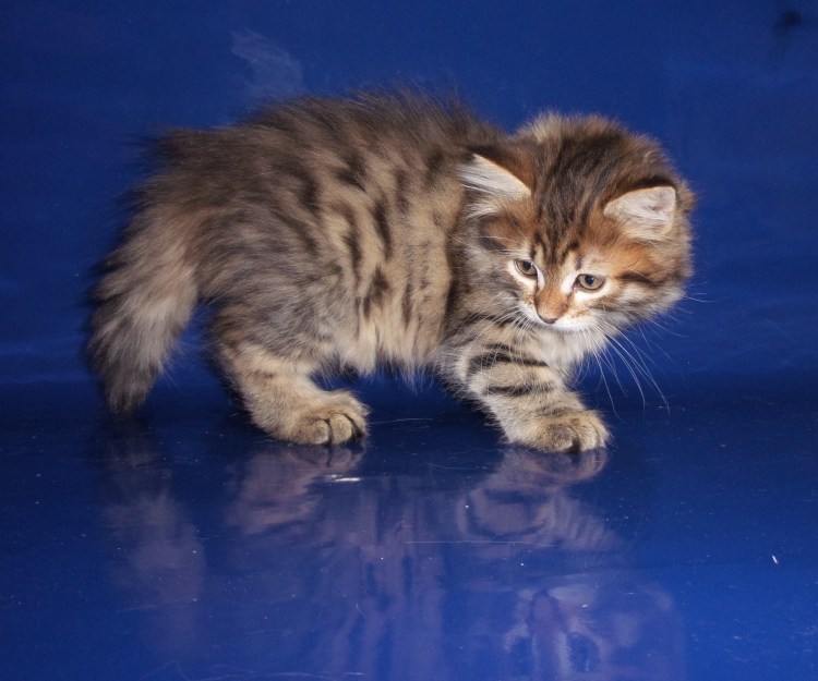 Маленький котенок