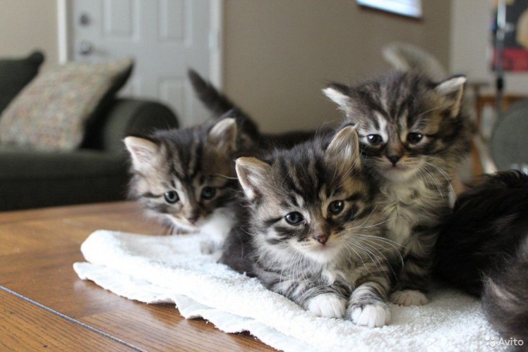 Сибирская кошка котята