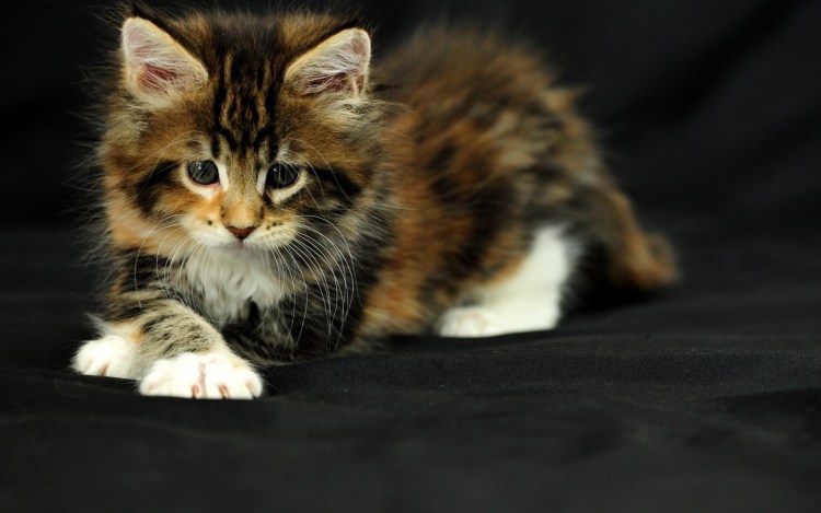 Сибирские котята