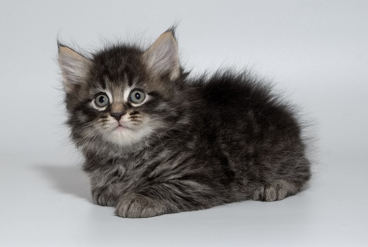 Черный Сибирский котенок