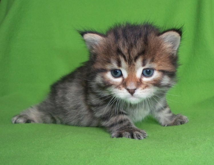 Сибирская вислоухая кошка