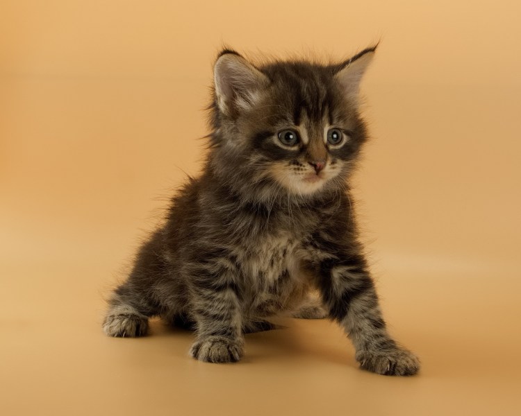 Сибирская кошка котята