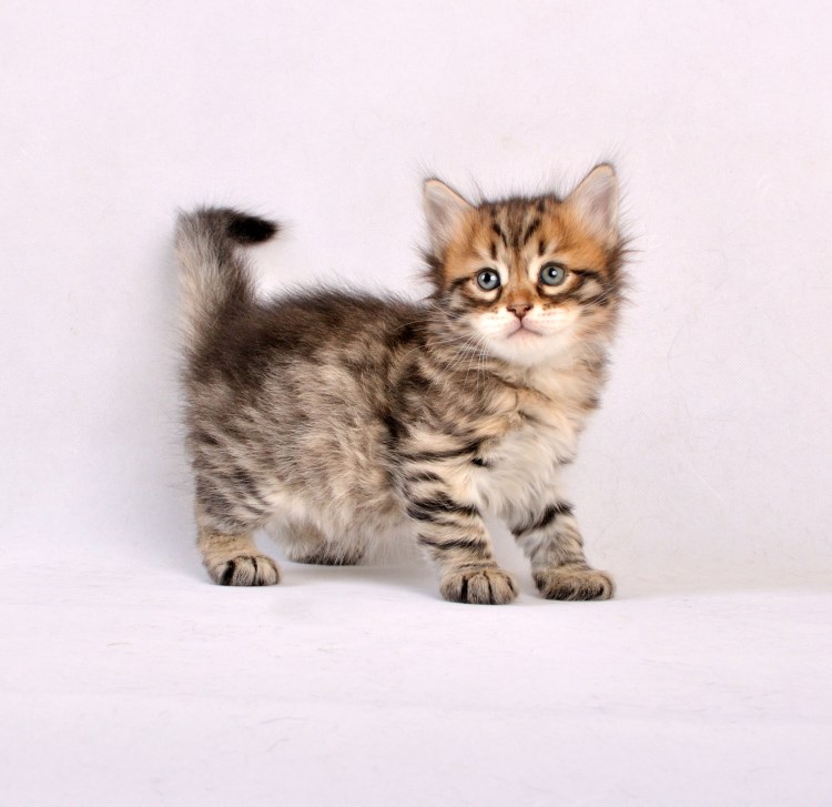 Сибирские котята и коты