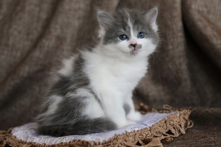 Сибирские котята