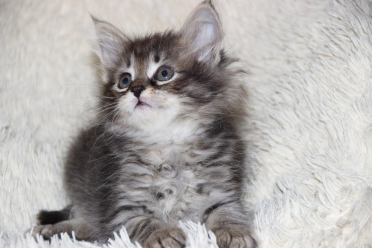 Котята сибирской породы