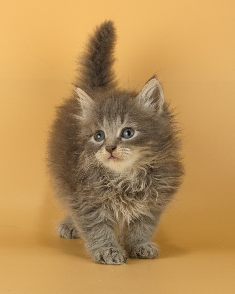 Сибирский котенок маленький