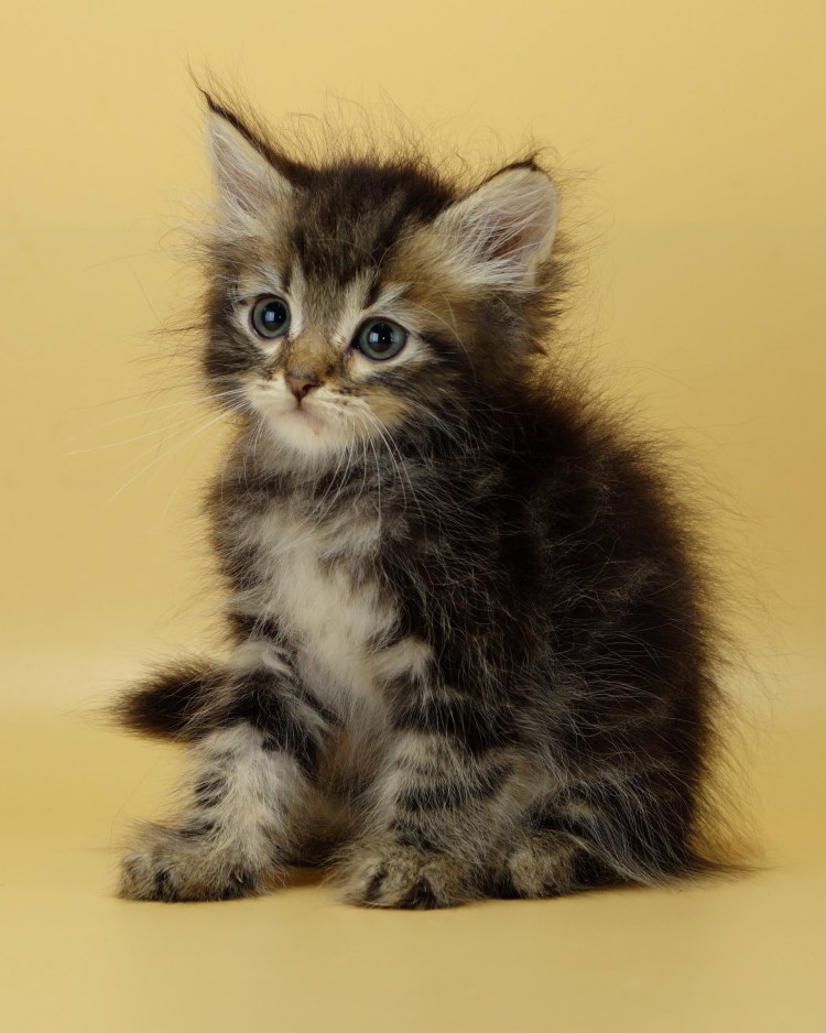 Сибирская кошка котята