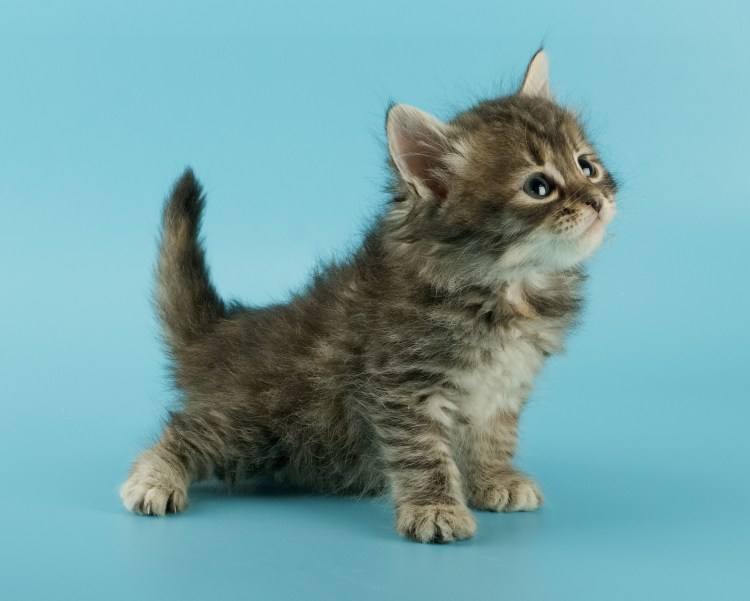 Фото сибирских котят с белой мордочкой