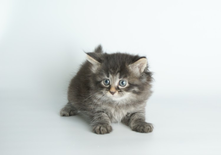 Котята сибирской породы