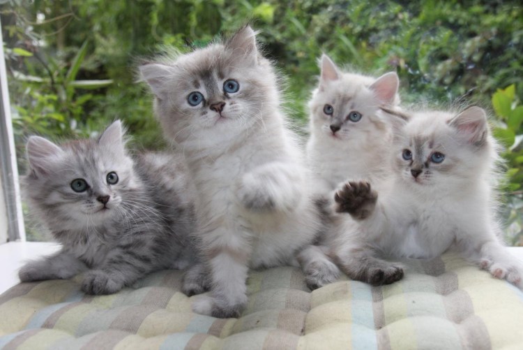 Чистокровные Сибирские котята