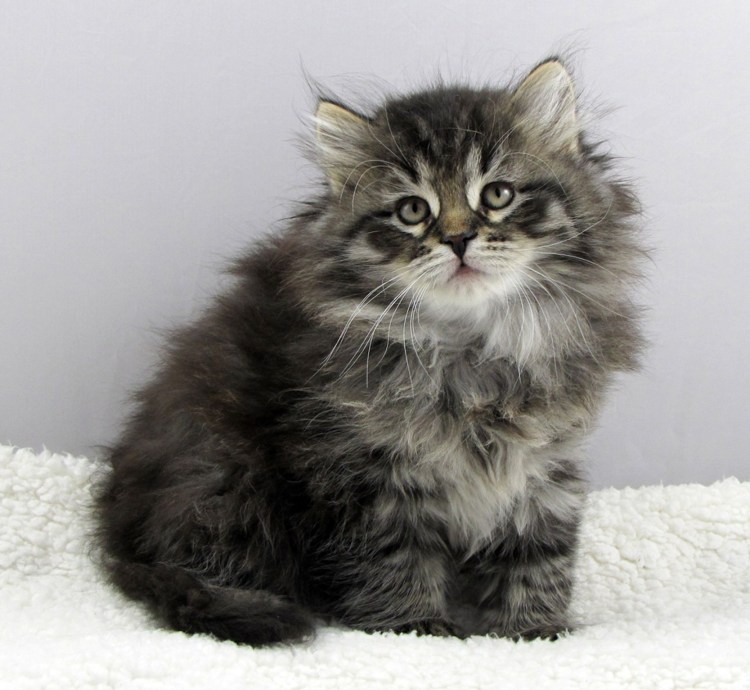 Серый пушистый котенок