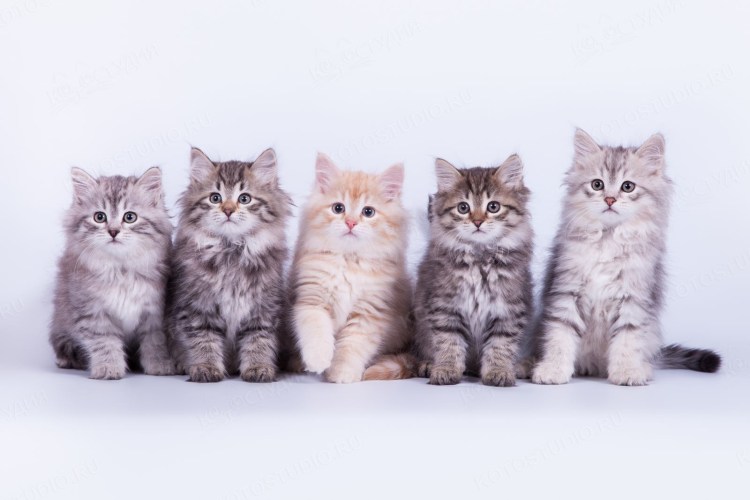 Сибирская кошка