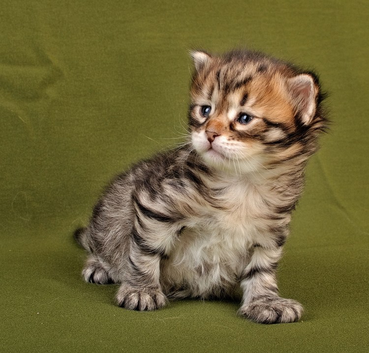Кошки маленькие Сибирские