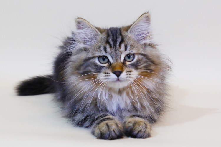 Сибирский кот