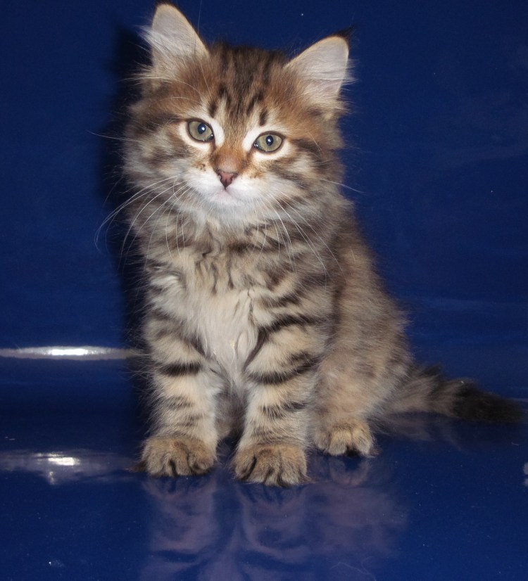 Сибирские котята лесного окраса