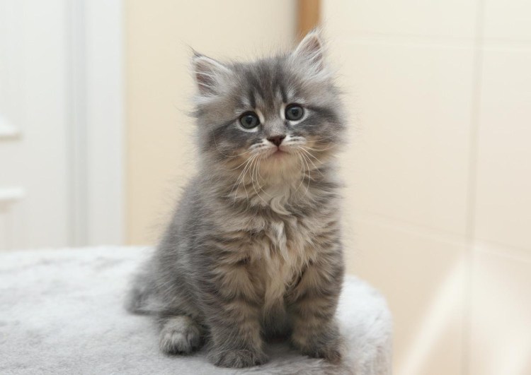 Сибирский кот голубой табби