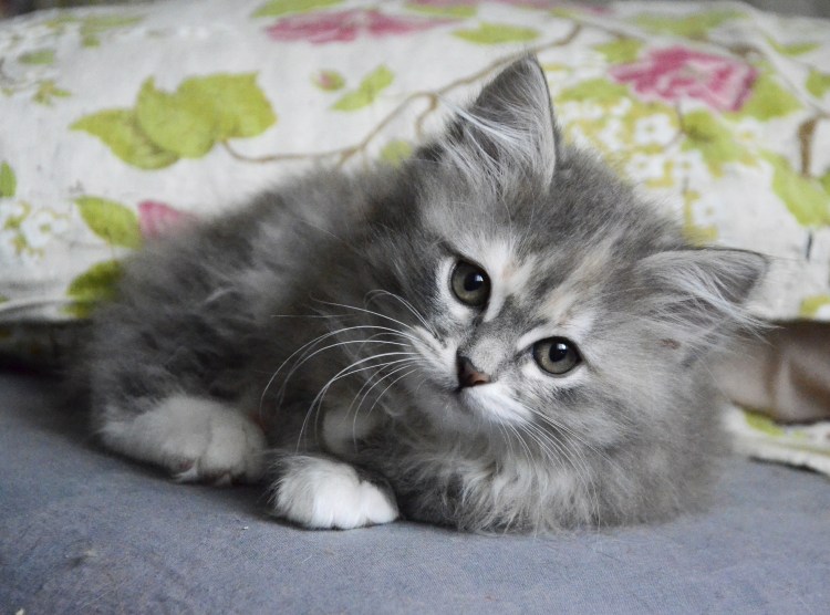 Сибирский кот серый котенок