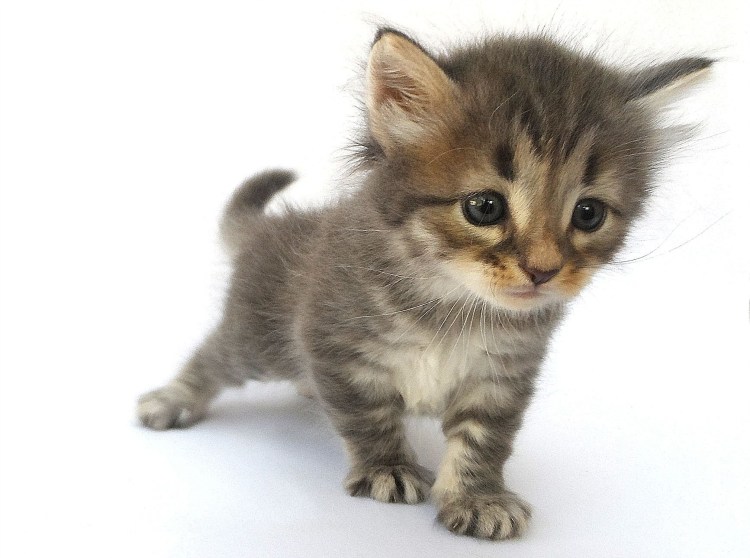 Сибирский кот маленький