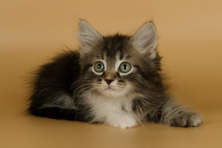 Сибирская пуховая кошка