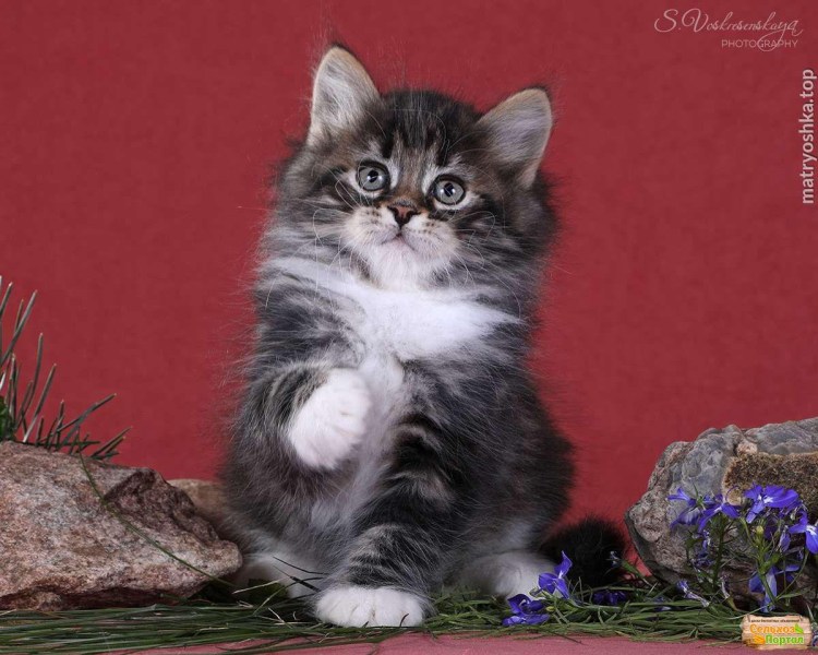 Чистокровный породистый котенок Сибирский пушистый