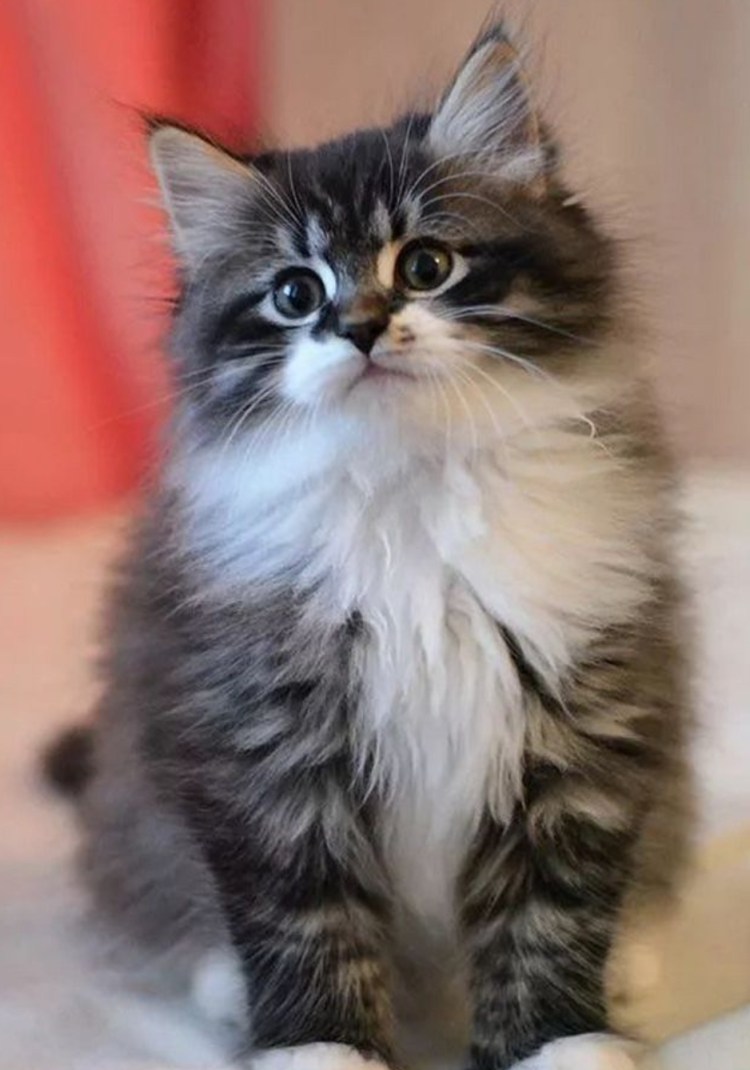 Сибирские котята