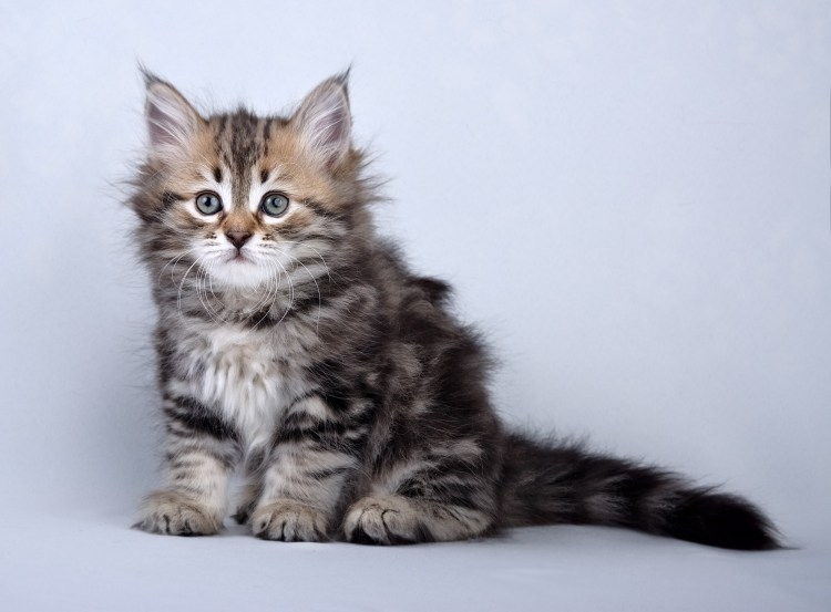 Красивые котики