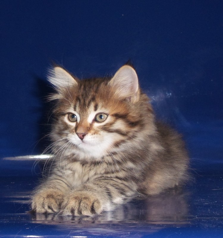 Котята сибирской породы