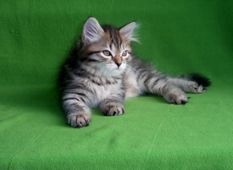 Сибирские котята
