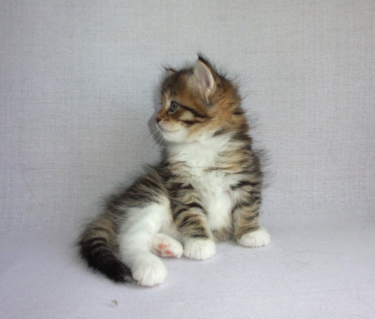 Сибирская кошка котята питомник в Москве