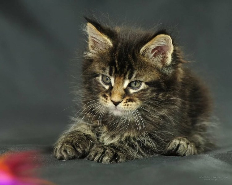 Сибирский кот серый котенок